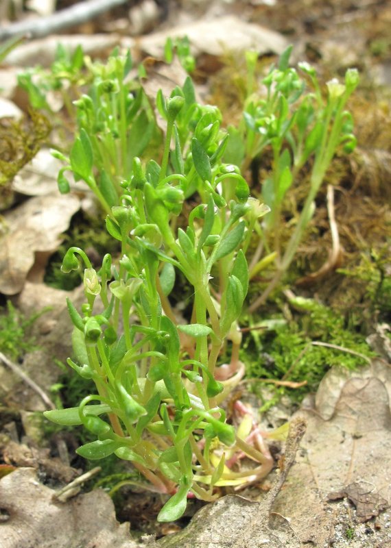 Montia fontana